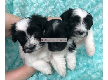 the boys - five weeks old