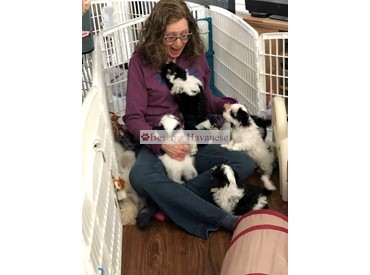 Cristi overwhelmed by puppies