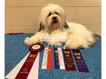 Tinsel new champion 9.5 months old