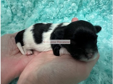 four days old
