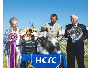 Frank'E Best of Breed at Southern California Havanese Club Specialty