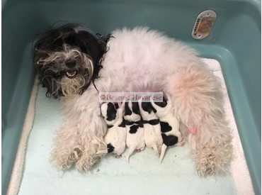 Kate with two-day-old puppies