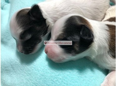 one week old puppies