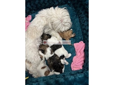 Tinsel with her puppies