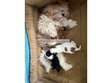 Sally with 2.5 week old puppies