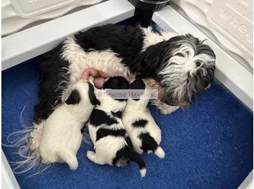 Ember with her 3 little boys