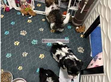 One big happy family--4 litters