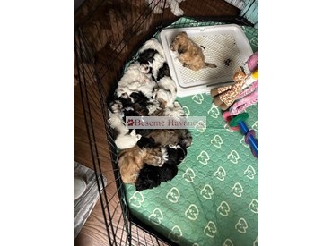 One big happy family--4 litters