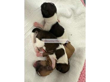 newborn puppies