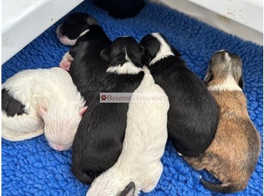 one week old puppies