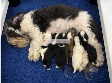 one week old puppies