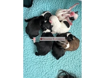 newborn puppies